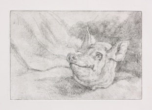 Pig Head; etching, 16 x 25 cm, 2011