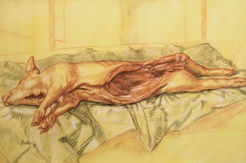 Pig Study III; chalk on paper, 112 x 76 cm, 1995