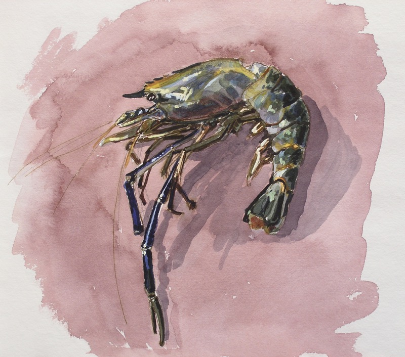 Prawn; watercolor, 45 x 35 cm, 1997