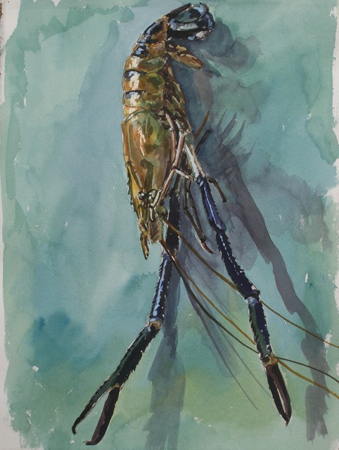Prawn; watercolor, 45 x 35 cm, 1997